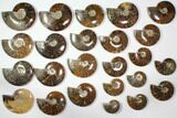Lot: - Polished Whole Ammonite Fossils - Pieces #116621-1